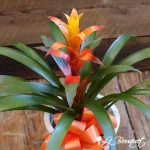 Assorted Bromeliad