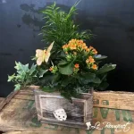 Small Drawer Dish Garden
