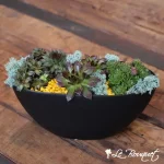 ''Chicks and Hens'' Succulent Garden