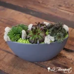 ''Chicks and Hens'' Succulent Garden