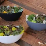 ''Chicks and Hens'' Succulent Garden