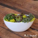 ''Chicks and Hens'' Succulent Garden