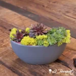 ''Chicks and Hens'' Succulent Garden
