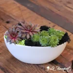 ''Chicks and Hens'' Succulent Garden