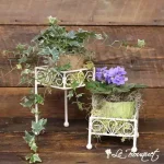 Ivy Garden