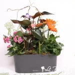 Splendid Garden Planter with Lechuza in Charcoal