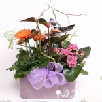 Splendid Garden Planter with Lechuza in Charcoal