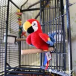 Gabby Parrot