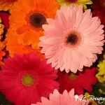 Bouquet de gerberas-deluxe