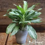 Aglaonema Silver Bay