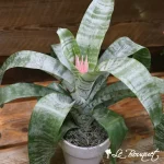 Bromeliad