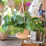 Hanging Plants