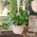 Hanging Plants