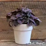 Peperomia Caperata