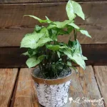 Syngonium