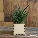 Custom Sansevieria Punk Planter