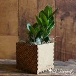 Craft Box ZZ Plant