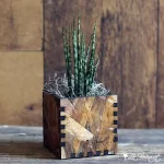 Craft Box Mini Snake Plant