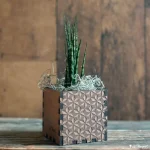 Craft Box Mini Snake Plant