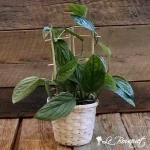 Monstera Peru