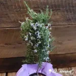 Rosemary