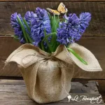 Hyacinth Bulbs