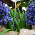Hyacinth Bulbs