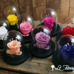 Immortal Rose