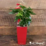 Red Anthurium in Self-Watering Planter