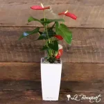 Red Anthurium in Self-Watering Planter