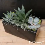 Succulent Garden
