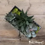 Succulent Garden