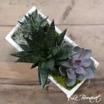 Succulent Garden