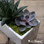 Succulent Garden
