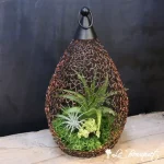 Living Lantern