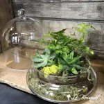 Green Plant Terrarium