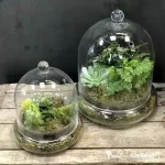 Green Plant Terrarium