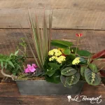 Window Garden