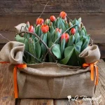 Tulip Crate
