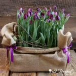 Tulip Crate
