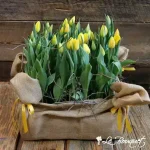 Tulip Crate
