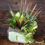 California Collection -Green