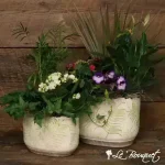 California Collection- Flowering