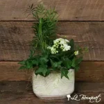 California Collection- Flowering