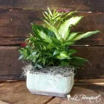 California Collection -Green