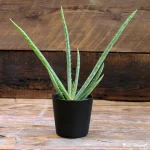 Mini Aloe Vera