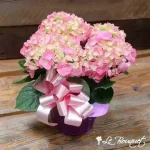 Pink Potted Hydrangea - Blooming Plant