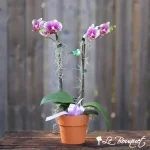 Orchidée Phalaenopsis