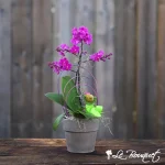 Orchidée Phalaenopsis