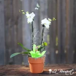 Orchidée Phalaenopsis